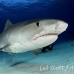 shark_tiger_ft_lbb_h_4351_bah5032.jpg